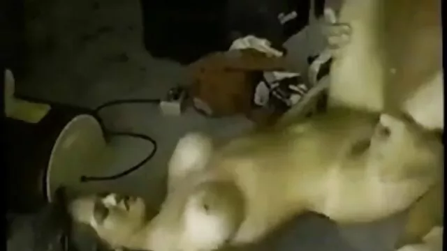 Pulcino sorella con film hard italiani gratuiti il suo bel amante
